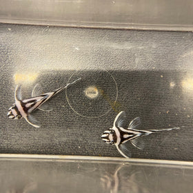 L46 Zebra Pleco (Pre Order only. Ready in 10-21 days)