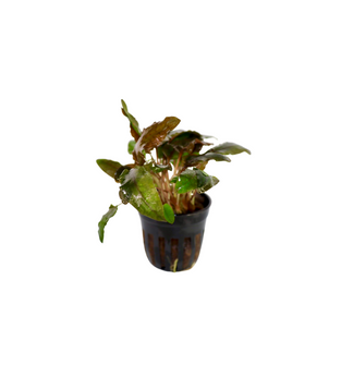 Cryptocoryne Tropica