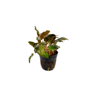 Cryptocoryne Tropica