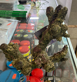 Tonga Branch 9"X8"X6" - 757