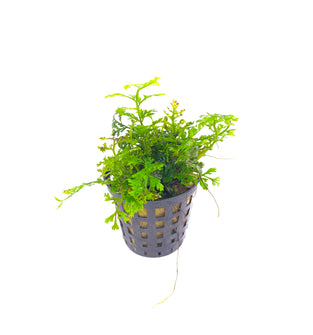 Bolbitis Heteroclita Difformis - Mini Bolbitis (Baby Leaf)