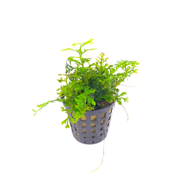 Bolbitis Heteroclita Difformis - Mini Bolbitis (Baby Leaf)