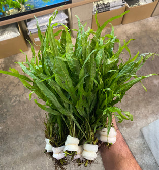 Java Fern Trident