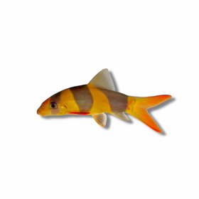 Clown Loach