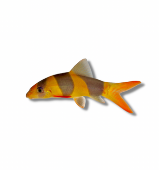 Clown Loach