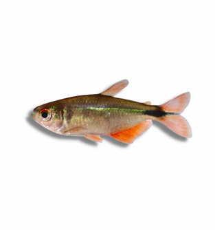 Buenos Aires Tetra