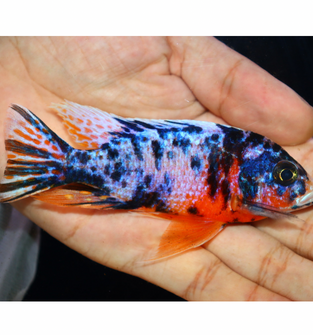 Uncle Wuddy Platinum OB 4” Male