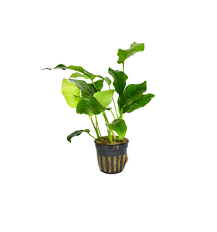Anubias Barteri - Potted