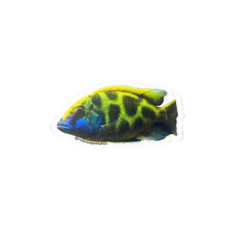 Venustus Cichlid Sticker
