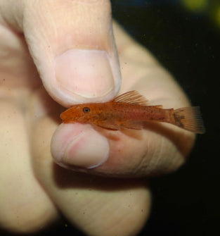 Super Red Bushynose Pleco
