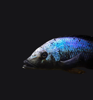 Fossochromis Rostratus