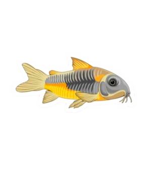 Venezuelan Cory Catfish Sticker