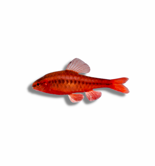 Cherry Barb