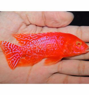 Wuddy Strawberry Albino 4” Male