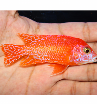 Uncle Wuddy Pink Dragon 4” Male