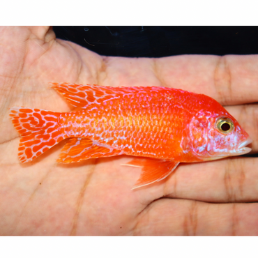 Uncle Wuddy Hand Selected Cichlids