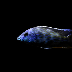 Nimbochromis Livingstoni