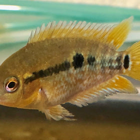 Red Rainbow Cichlid