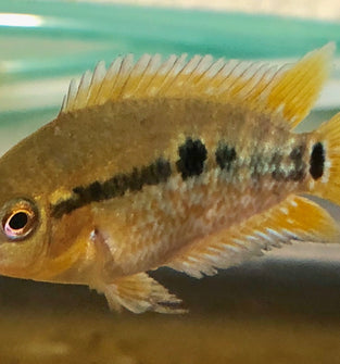Red Rainbow Cichlid