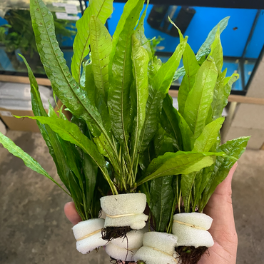 Java Fern