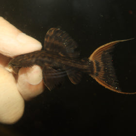 L025 Scarlet Cactus Pleco