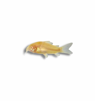 Albino Cory Catfish