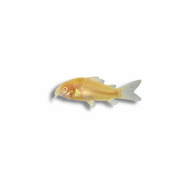 Albino Cory Catfish