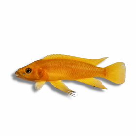 Neolamprologous Leleupi