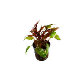 Cryptocoryne Walkeri