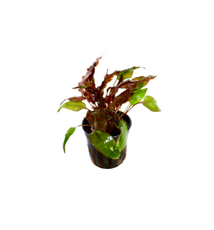 Cryptocoryne Walkeri