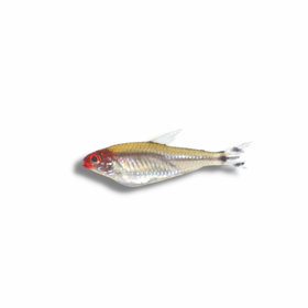Rummynose Tetra