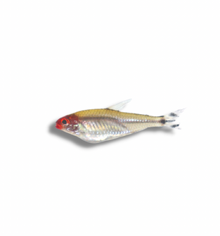 Rummynose Tetra