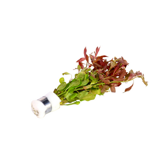 Ludwigia Repens - Lead Bunch