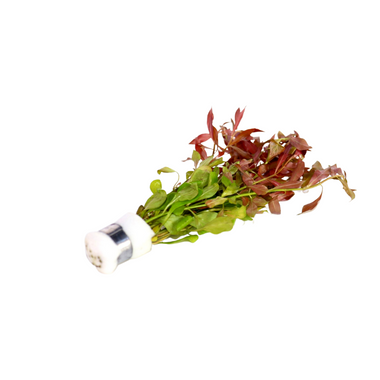 Ludwigia Repens - Lead Bunch