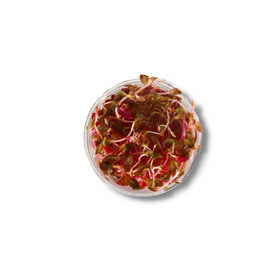 Alternanthera Reineckii 'Mini'