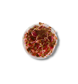 Alternanthera Reineckii 'Mini'