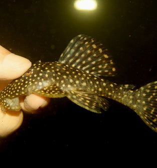 L240 Vampire Pleco (Galaxy Pleco)