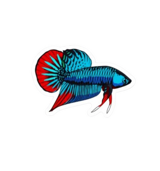 Wild Imbellis Betta Sticker