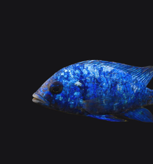 Star Sapphire (Phenochilus Tanzania)