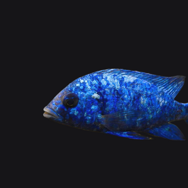 Star Sapphire (Phenochilus Tanzania)