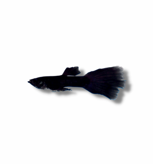Black Moscow Guppy