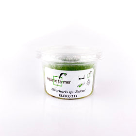 Japanese Dwarf Hair Grass “Belem” - Tissue Culture