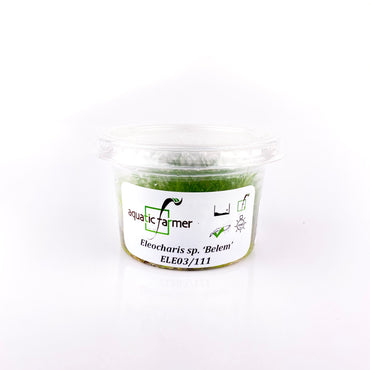 Japanese Dwarf Hair Grass “Belem” - Tissue Culture