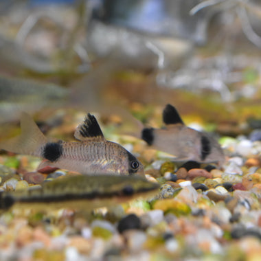 Panda Cory Catfish