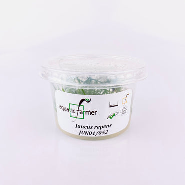 Juncus Repens Tissue Culture