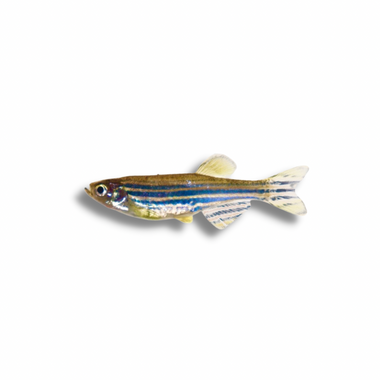 Zebra Danio