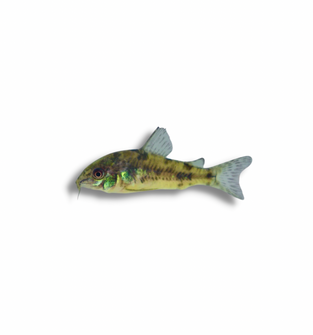 Peppered Cory Catfish Pre Order