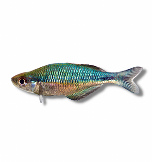 Turquoise Rainbowfish
