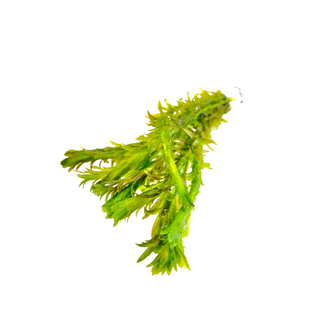 Anacharis - Lead Bunch