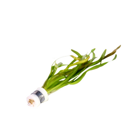 Vallisneria Gigantea 'Rubra' Lead Bunch